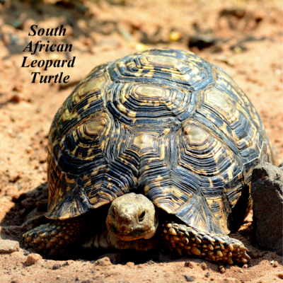 South African Leopard Turtle